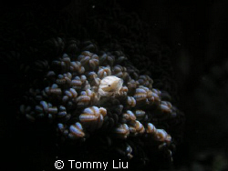 Tiny crab under spotlight, this crab is our star, so we m... by Tommy Liu 